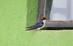 Wire-tailed Swallow